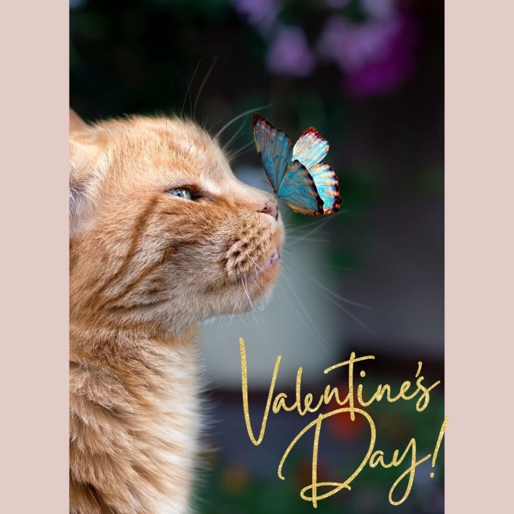 ねことバレンタイン画像 ネコと蝶々